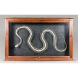 A CARPET PYTHON SKELETON IN A GLAZED WOODEN DISPLAY CASE. (h 65cm x w104cm x d 13cm)