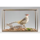 ROWLAND WARD, AN EARLY 20TH CENTURY TAXIDERMY CHEER PHEASANT. Rare and unusual Cheer Pheasant (