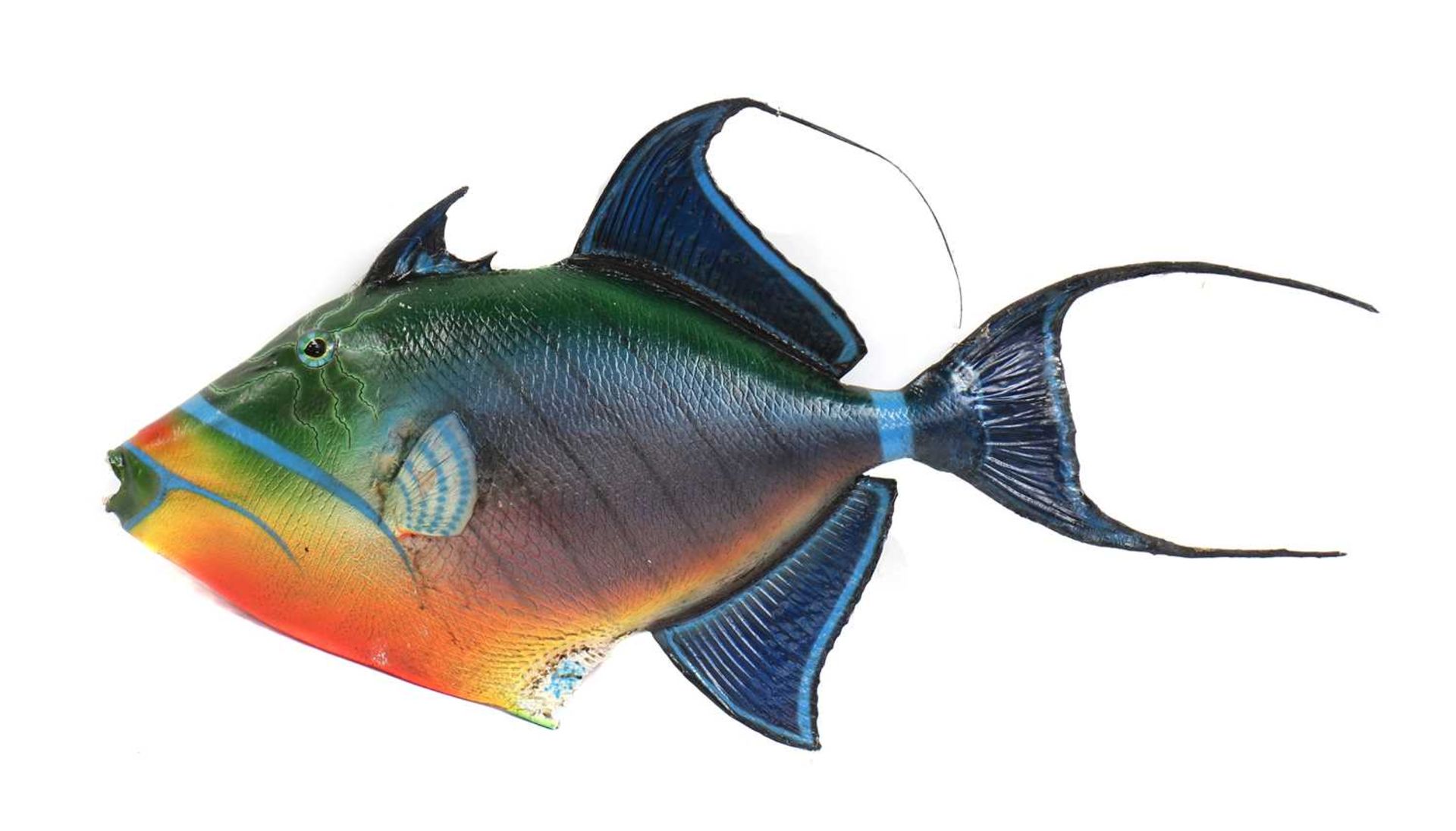 TITAN TRIGGERFISH,