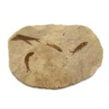 A large fossil formed of five Knightia fish,