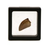 A North African Tyrannosaurus Rex tooth,