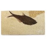 A Knightia fish fossil,