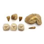 A collection of fossilised teeth,