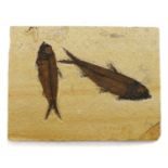 A large fossil formed of two Knightia fish,