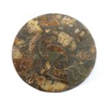 A polished ammonite plate,