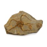 A brittle starfish fossil,