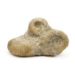An Ammonite fossil formation,