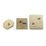 A group of three fossilised march flies,