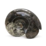 A large polished Goniatite Ammonite,