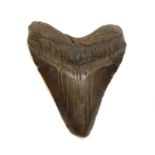 A fossilised Megalodon tooth