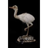 A taxidermy rhea chick,