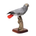 A taxidermy African grey parrot,