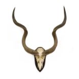 An articulated skull of a greater kudu,