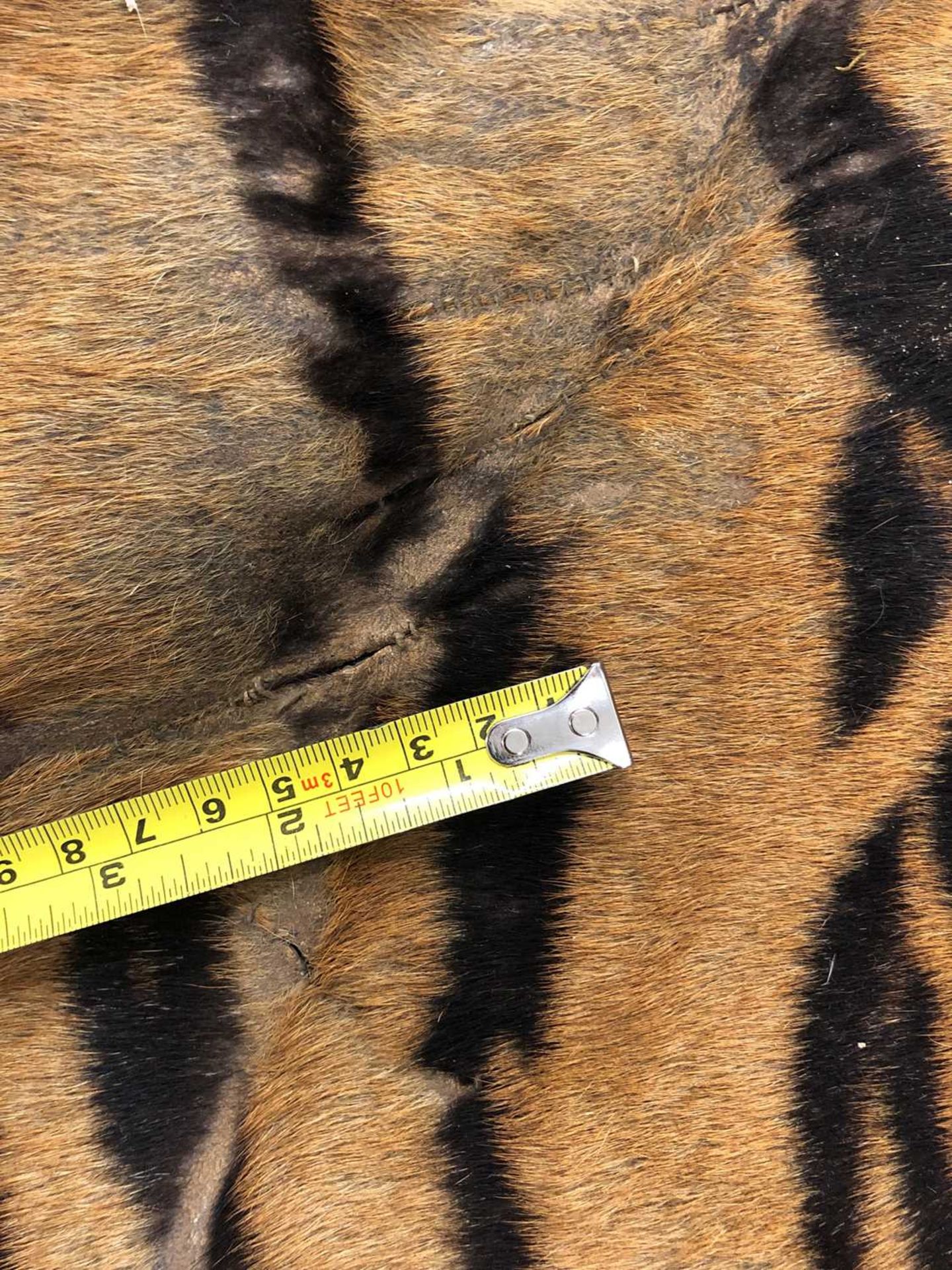 Taxidermy: A taxidermy tiger skin rug by Rowland Ward - Image 7 of 26