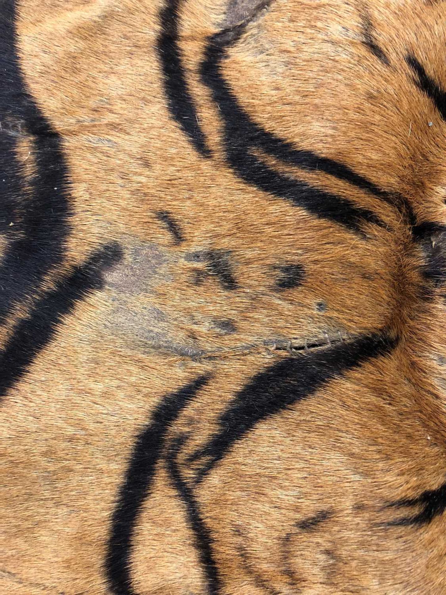 Taxidermy: A taxidermy tiger skin rug by Rowland Ward - Image 5 of 26