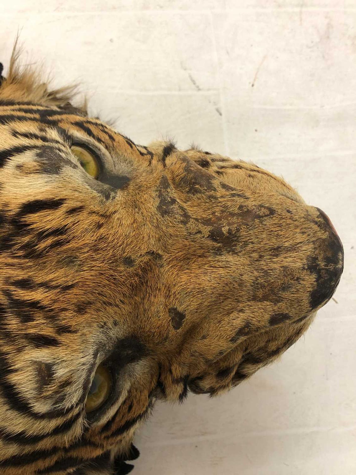 Taxidermy: A taxidermy tiger skin rug by Rowland Ward - Image 3 of 26