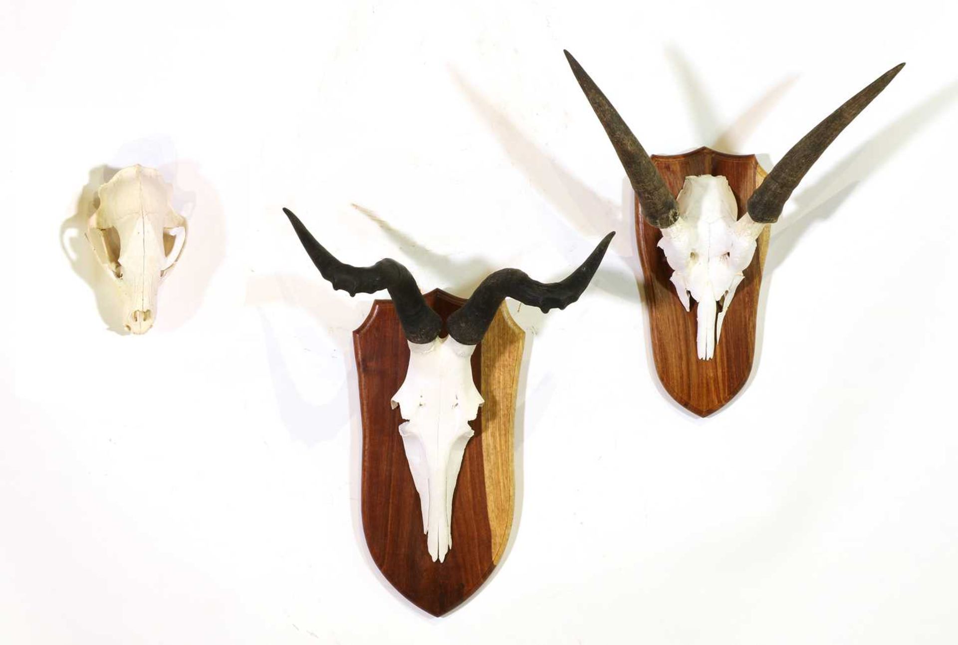 Taxidermy: Black wildebeest - Image 3 of 3