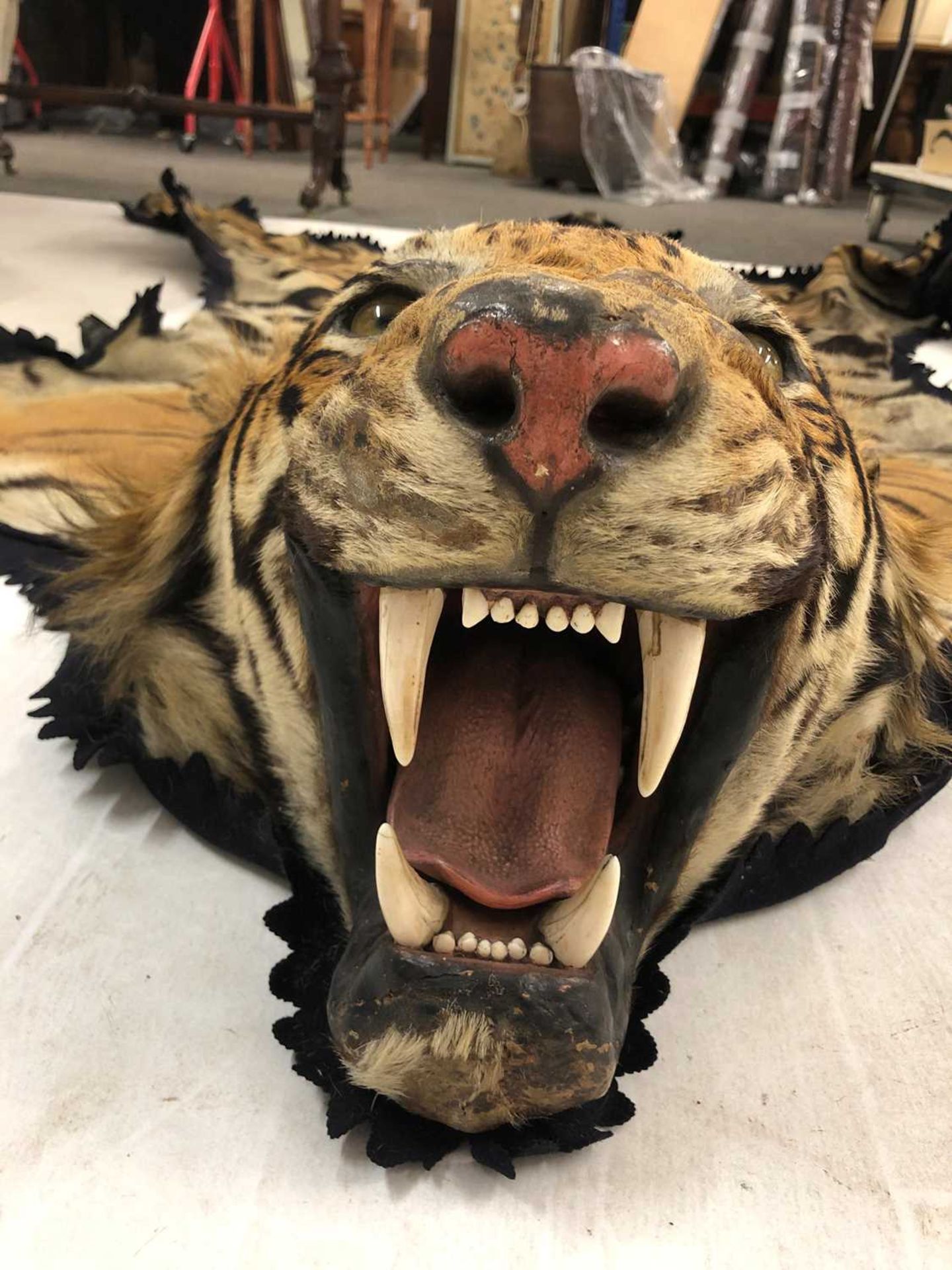 Taxidermy: A taxidermy tiger skin rug by Rowland Ward - Image 13 of 26