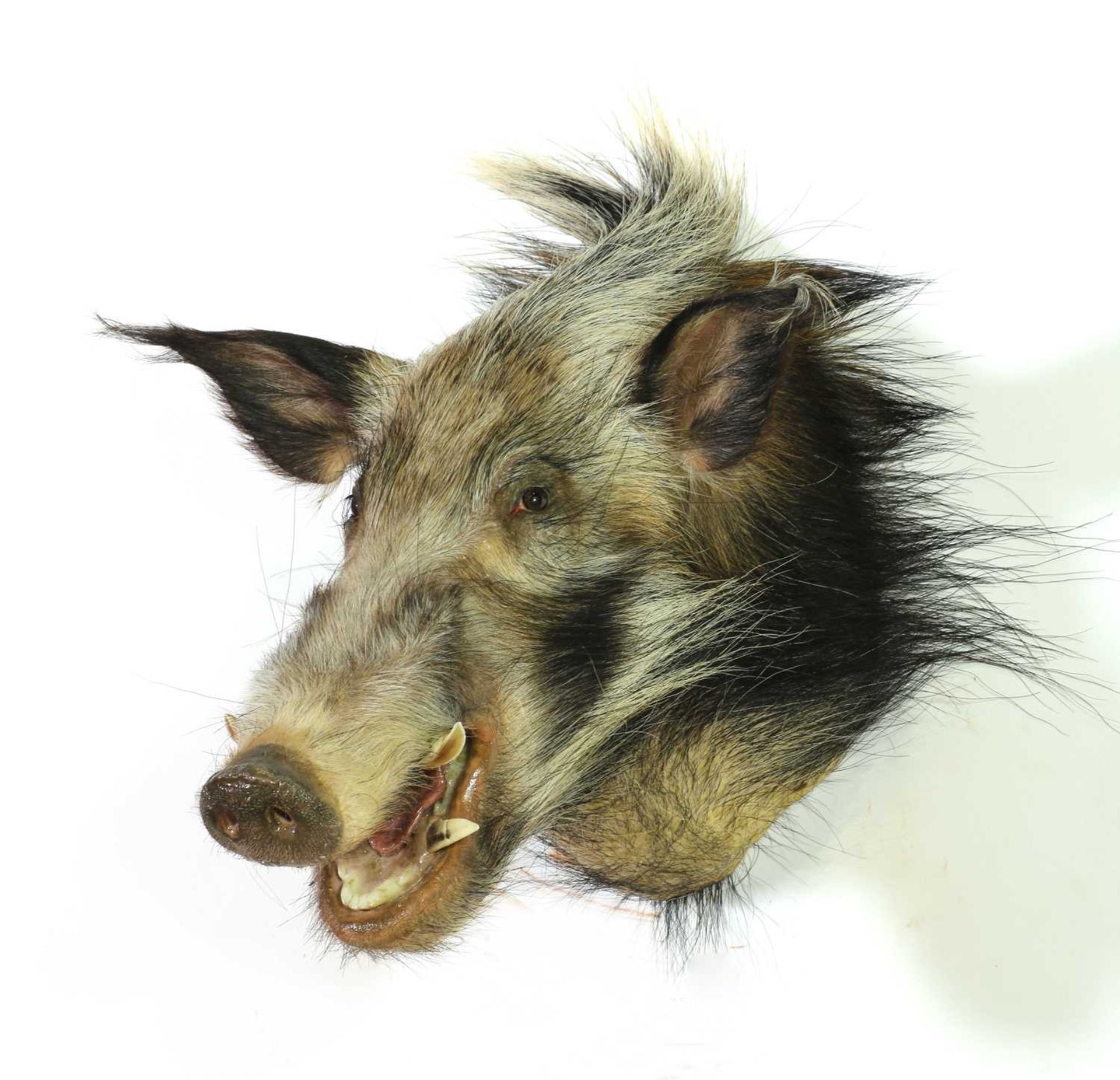 Taxidermy: Bush pig boar - Image 2 of 2