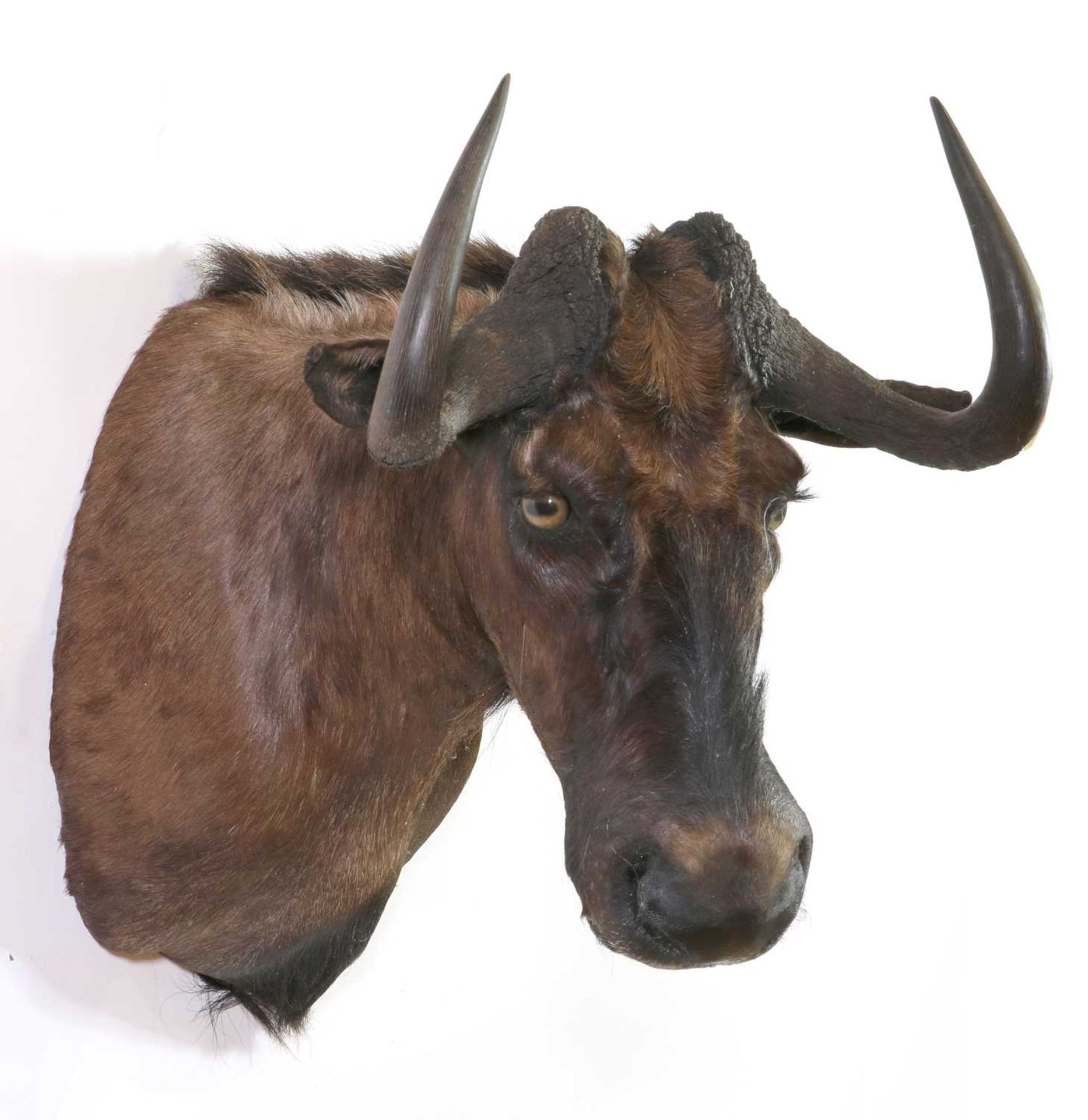 Taxidermy: Black wildebeest - Image 2 of 2