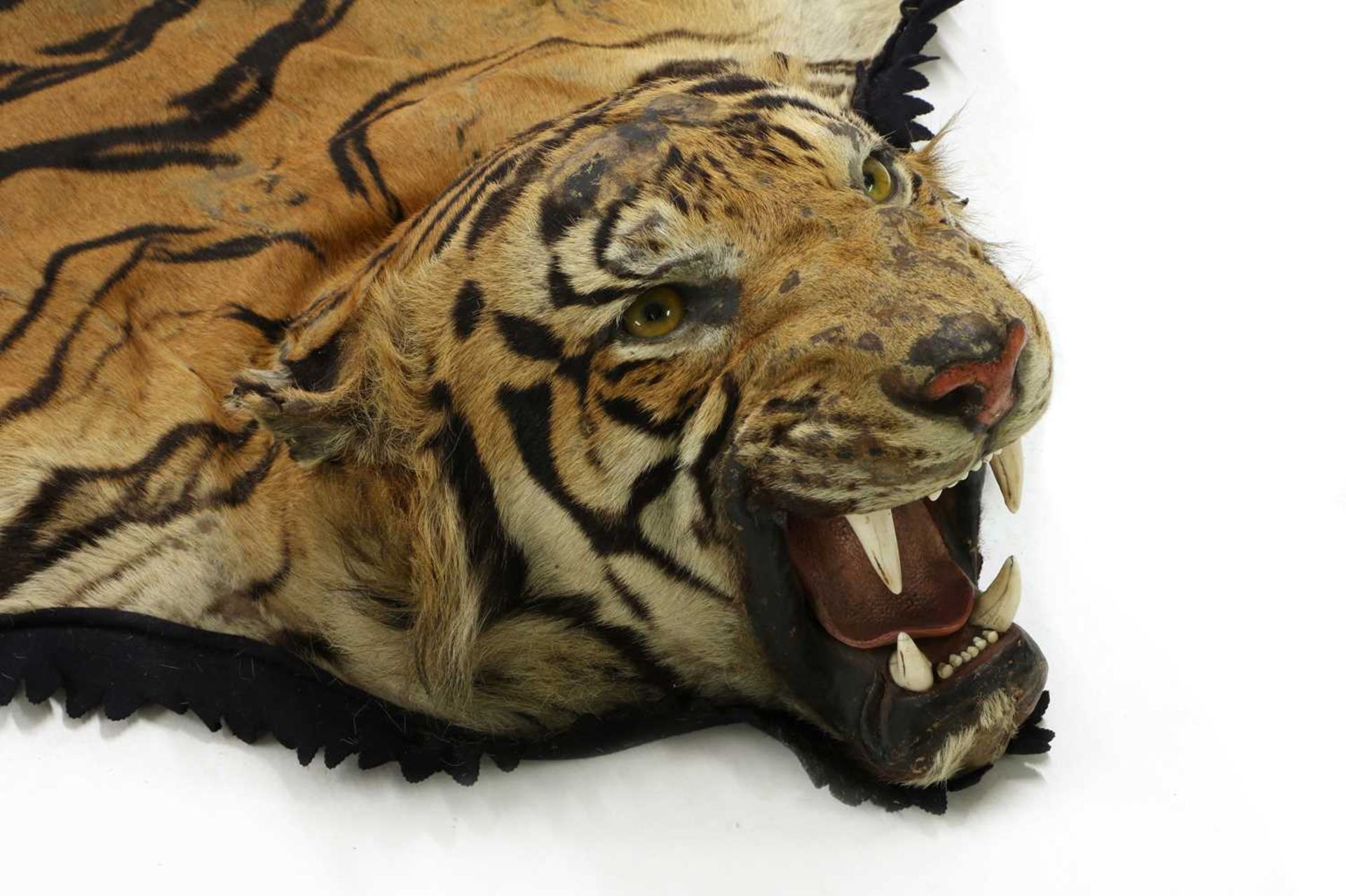 Taxidermy: A taxidermy tiger skin rug by Rowland Ward - Image 2 of 26