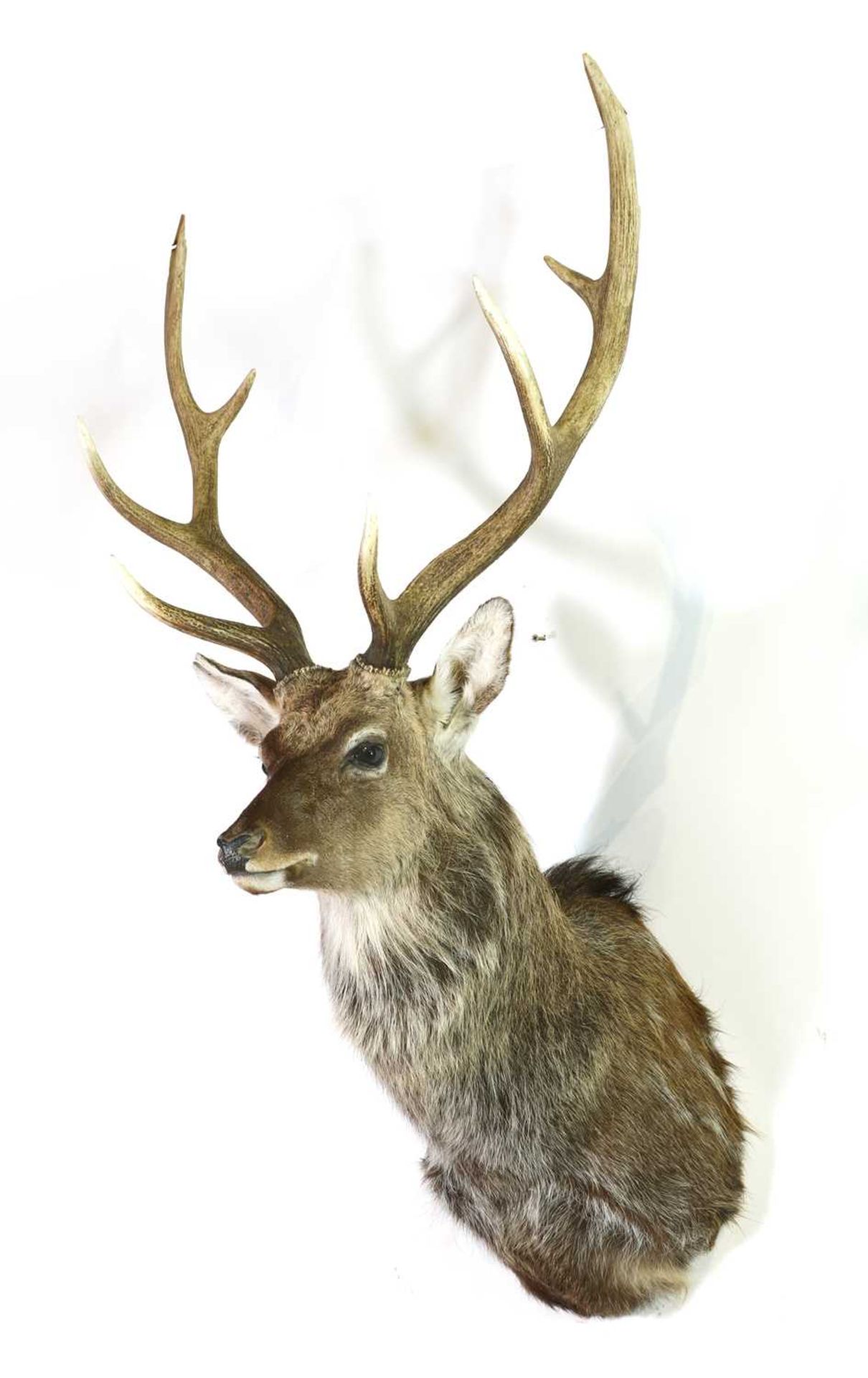 Taxidermy: Manchurian sika - Image 2 of 2