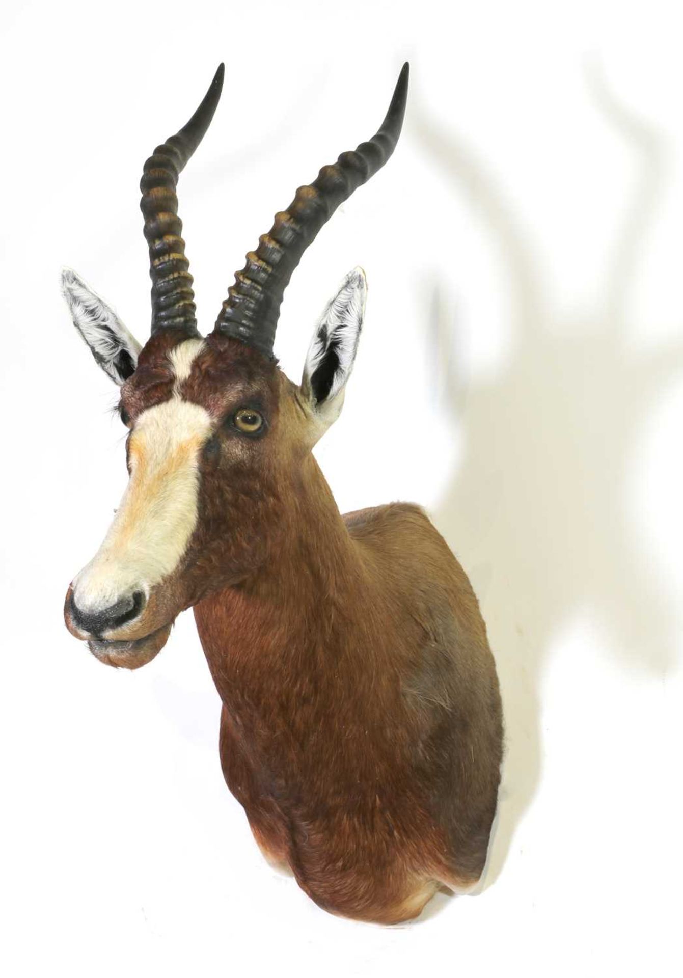 Taxidermy: Blesbuck - Image 2 of 2