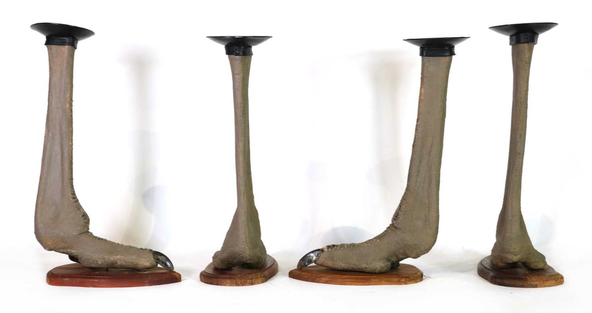 Taxidermy: Four ostrich foot candle holders