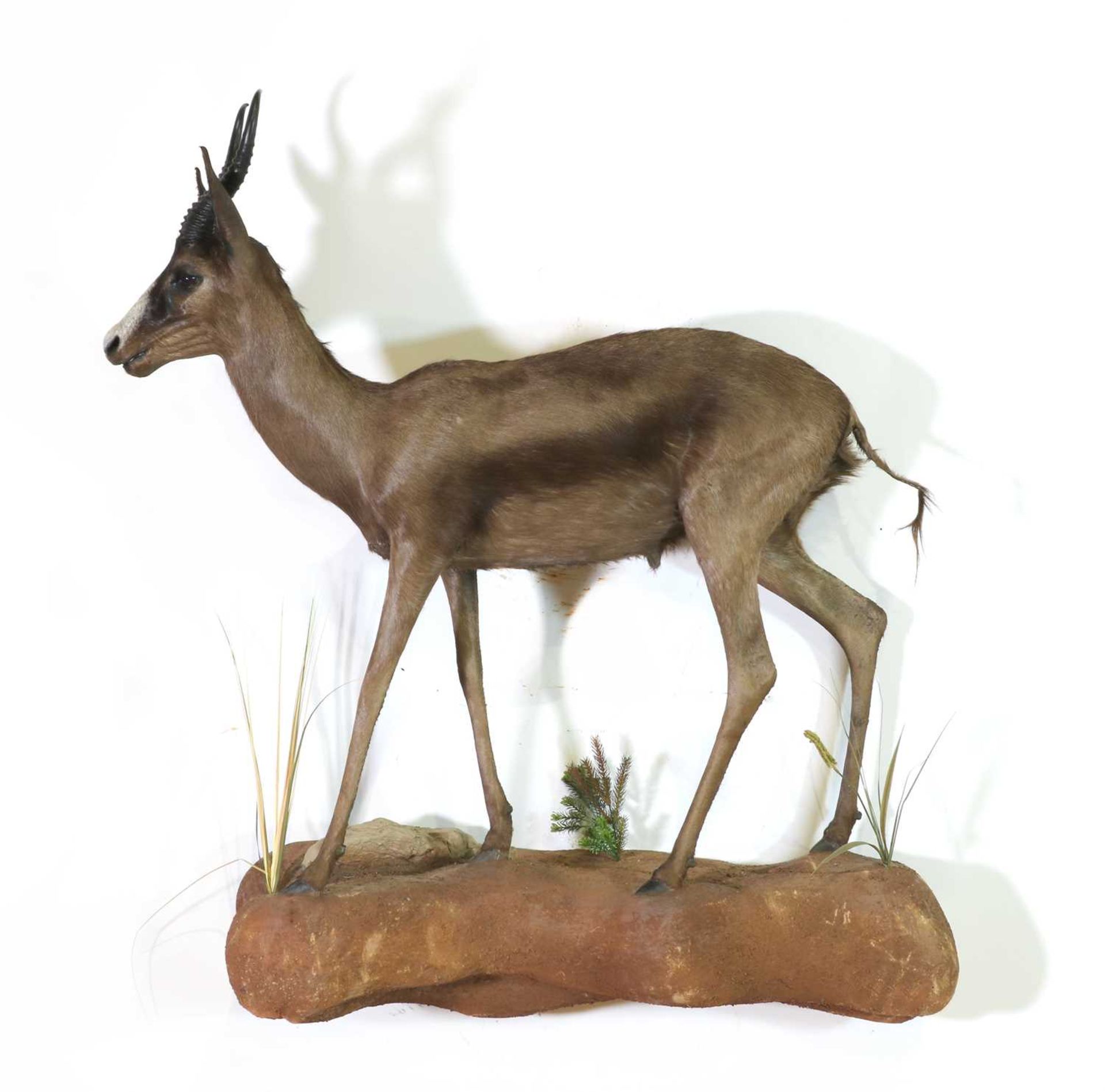 Taxidermy: Black springbuck