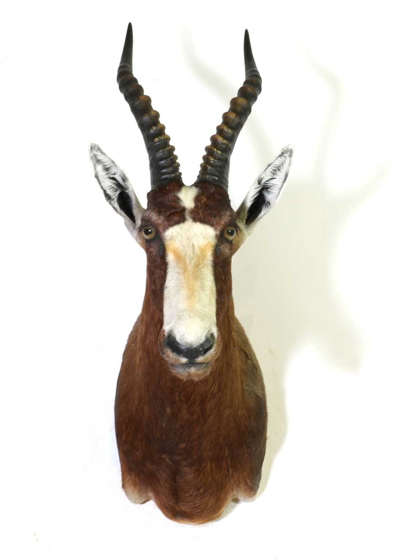 Taxidermy: Blesbuck