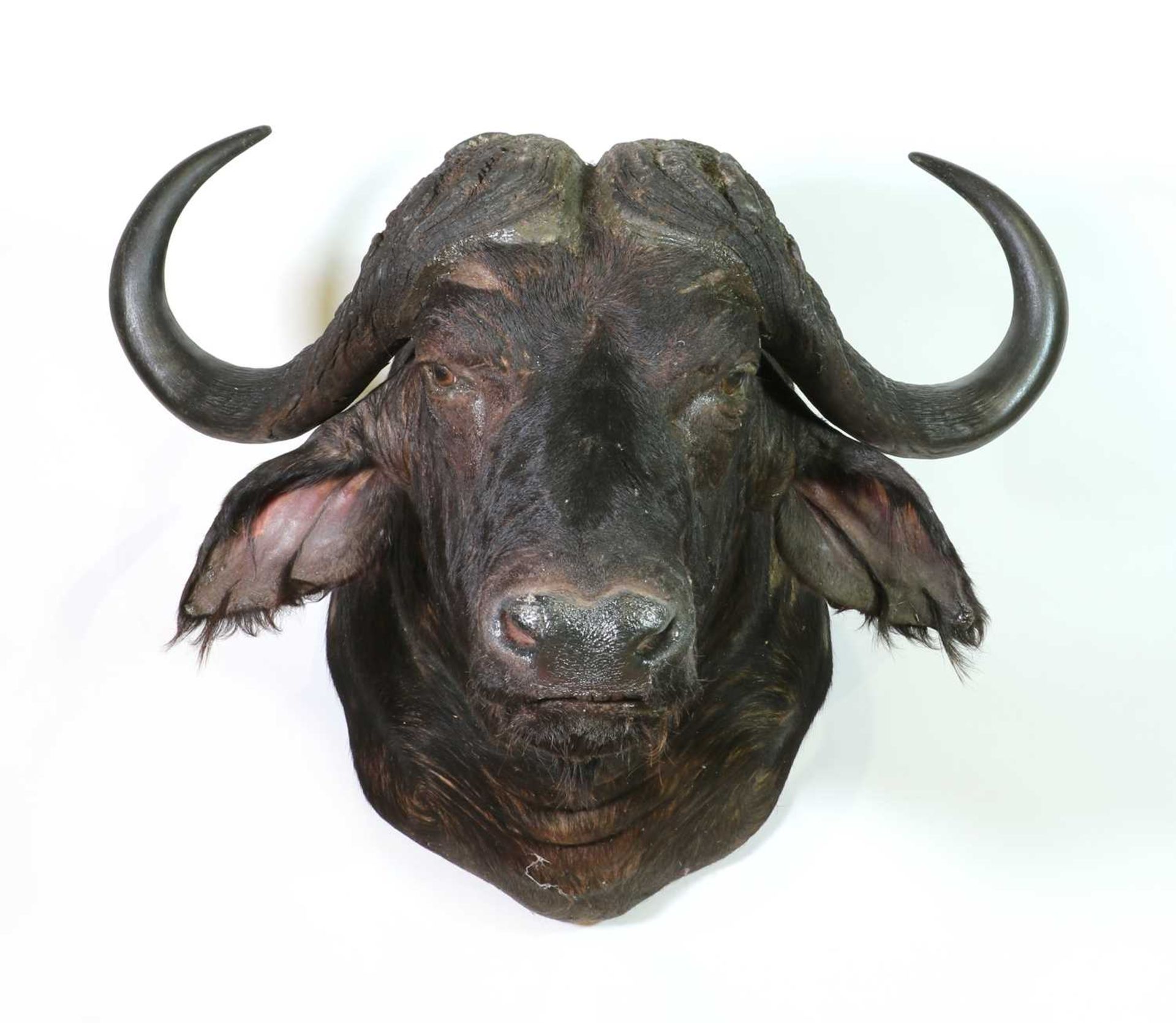 Taxidermy: Cape buffalo