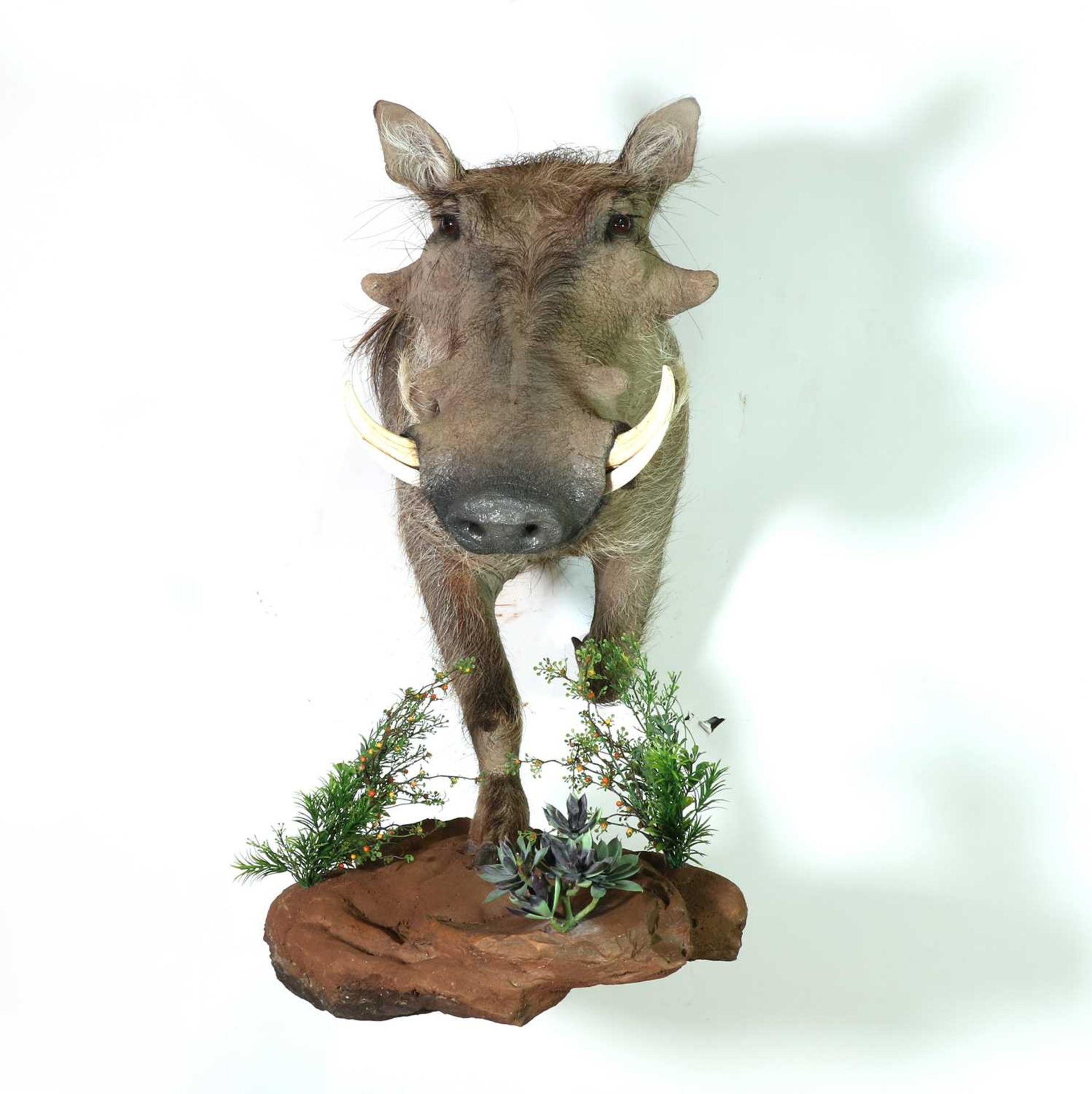 Taxidermy: Warthog