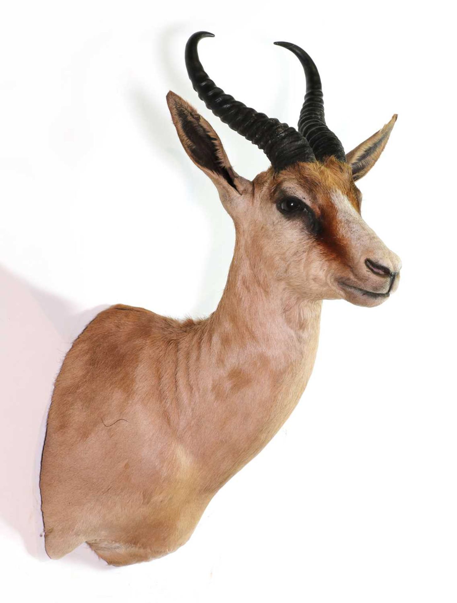 Taxidermy: Coffee springbuck - Bild 2 aus 2