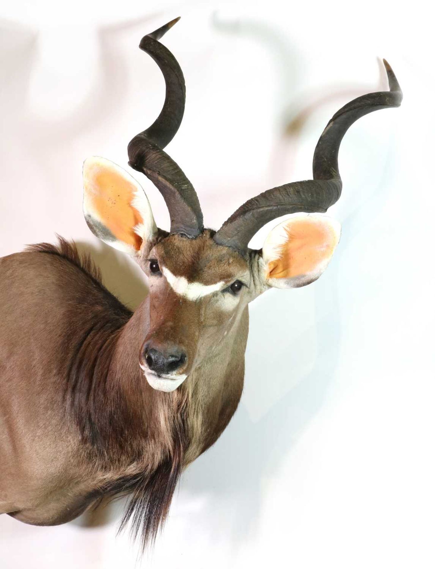 Taxidermy: Cape kudu - Bild 3 aus 3