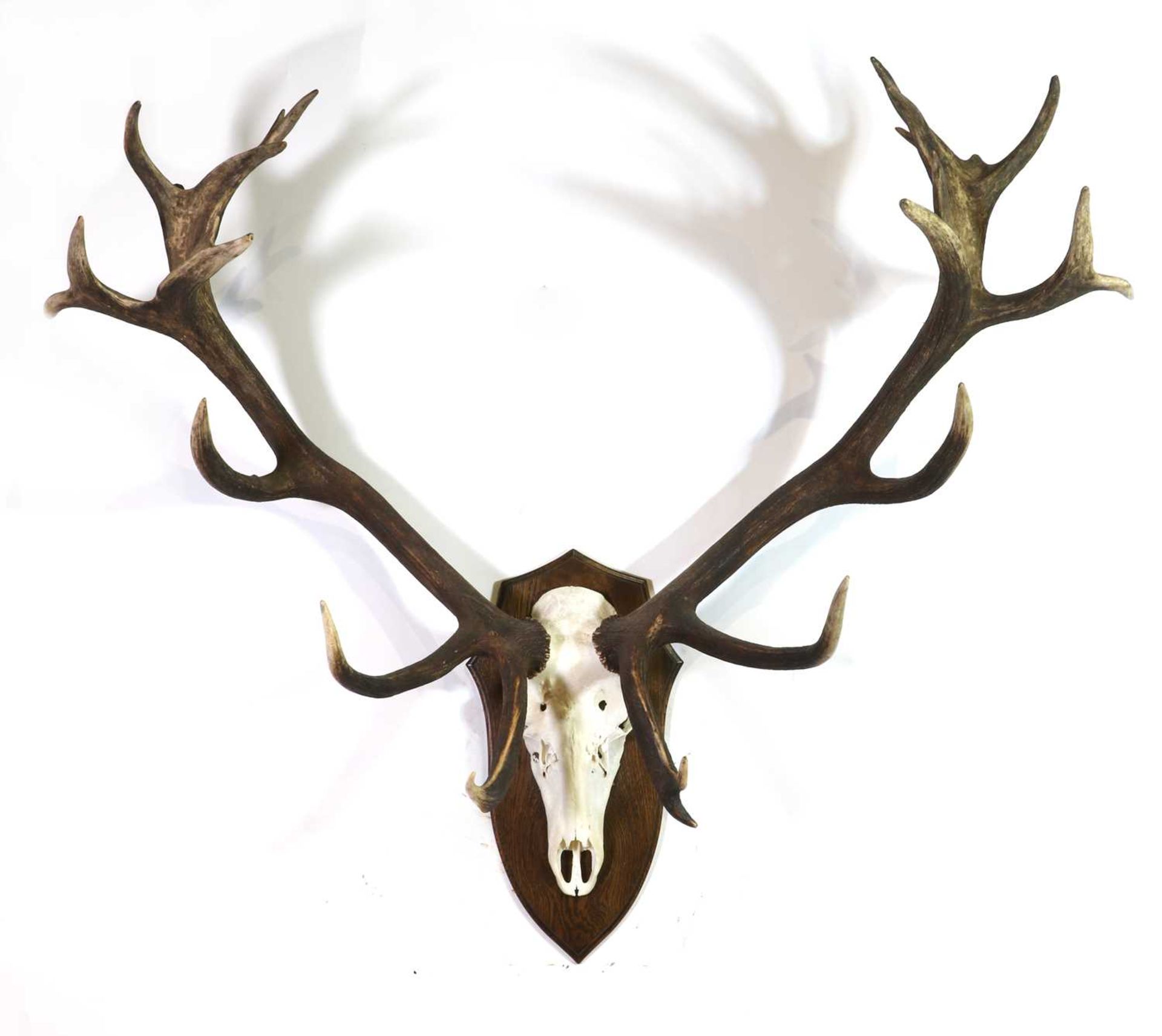 Taxidermy: Red deer park stag