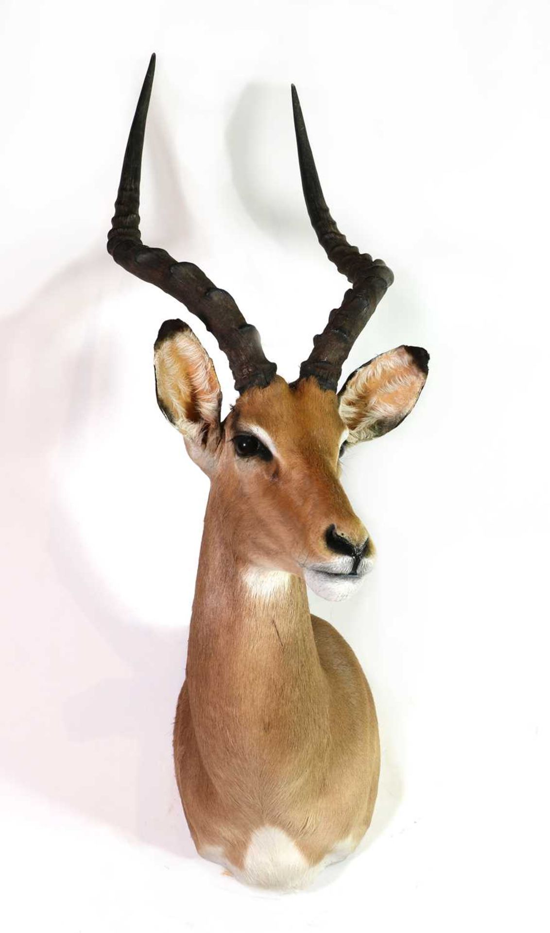 Taxidermy: Impala