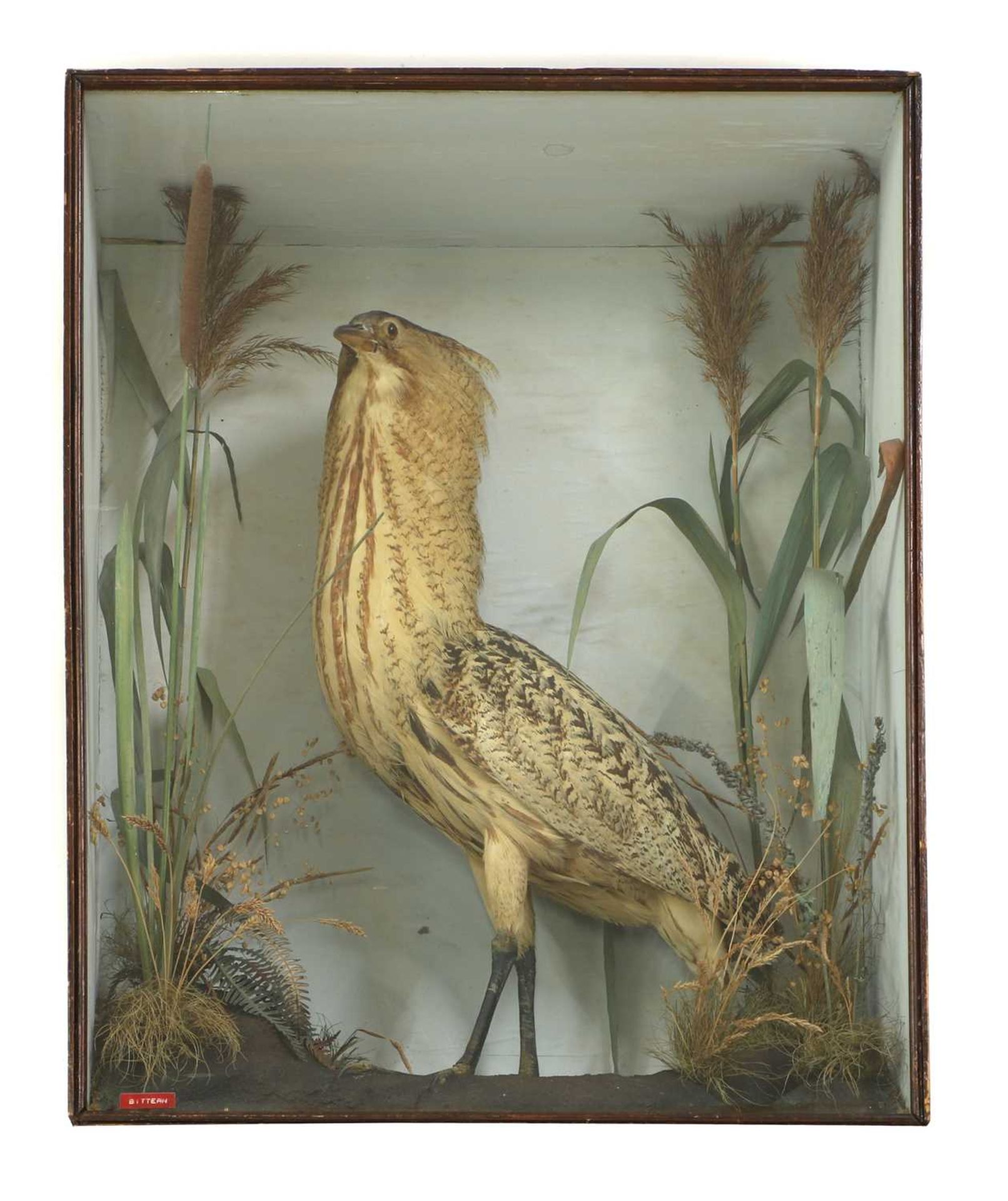 Taxidermy: Bittern (Botaurus stellaris)