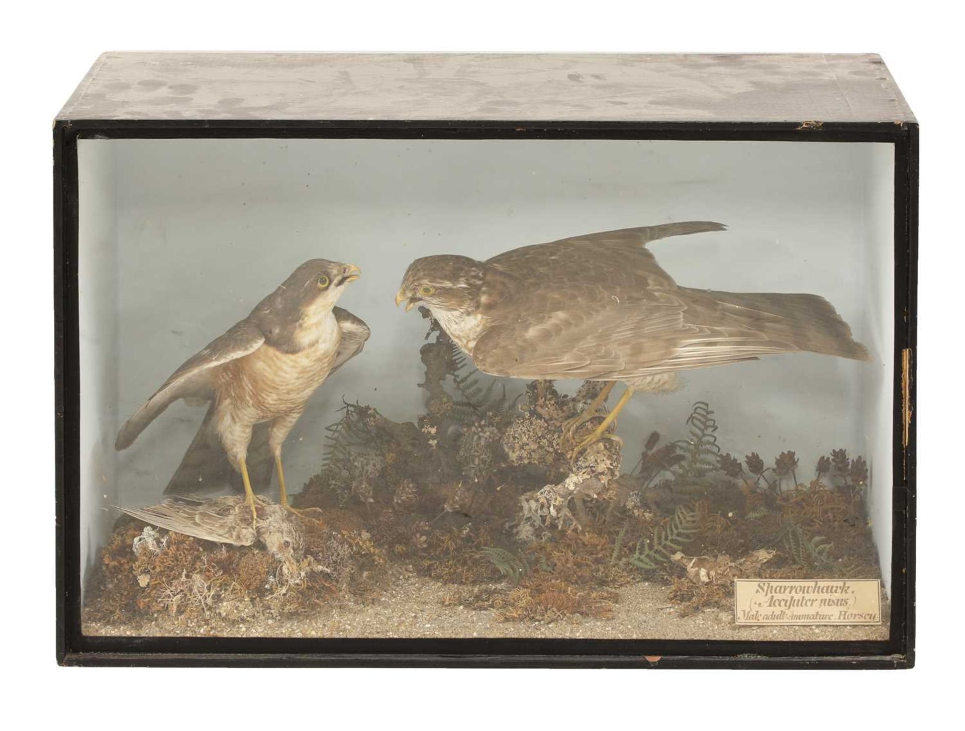 Taxidermy: Sparrowhawks (Accipiter nisus)