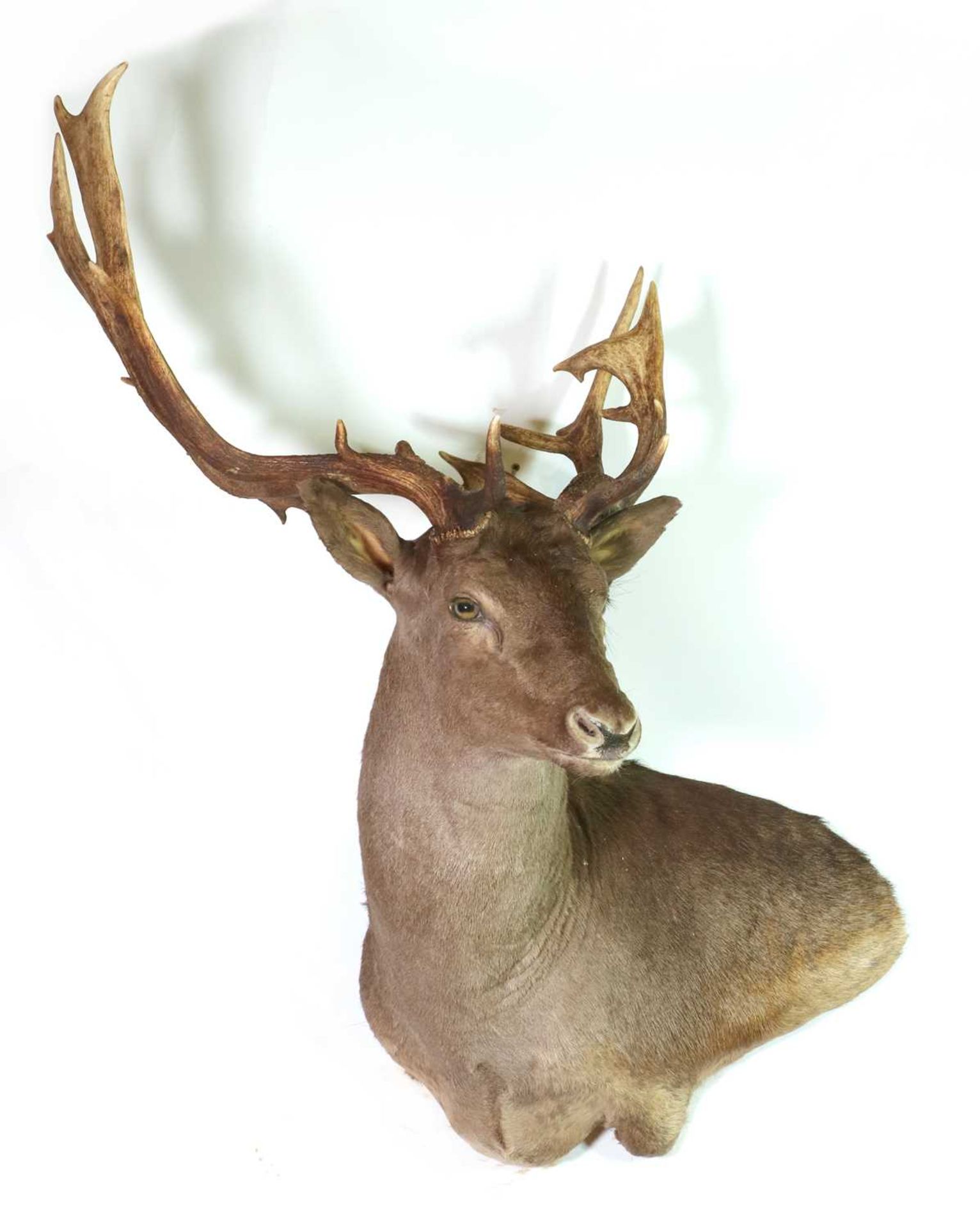 Taxidermy: Black fallow deer