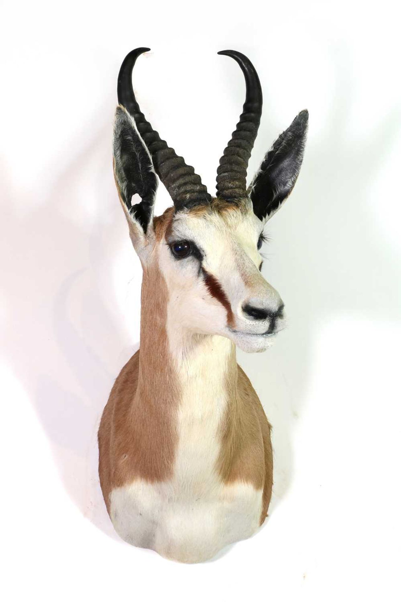 Taxidermy: Common springbuck bull