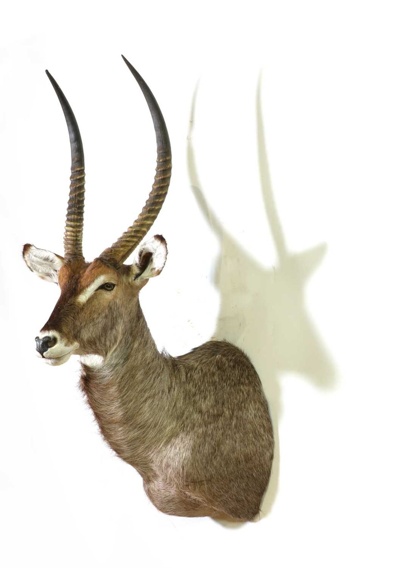 Taxidermy: Waterbuck - Image 2 of 2