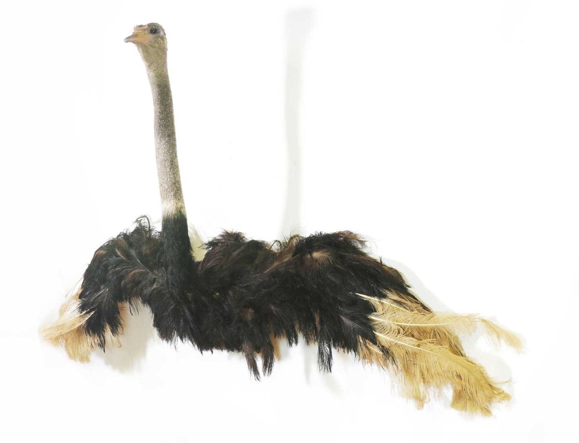 Taxidermy: Ostrich