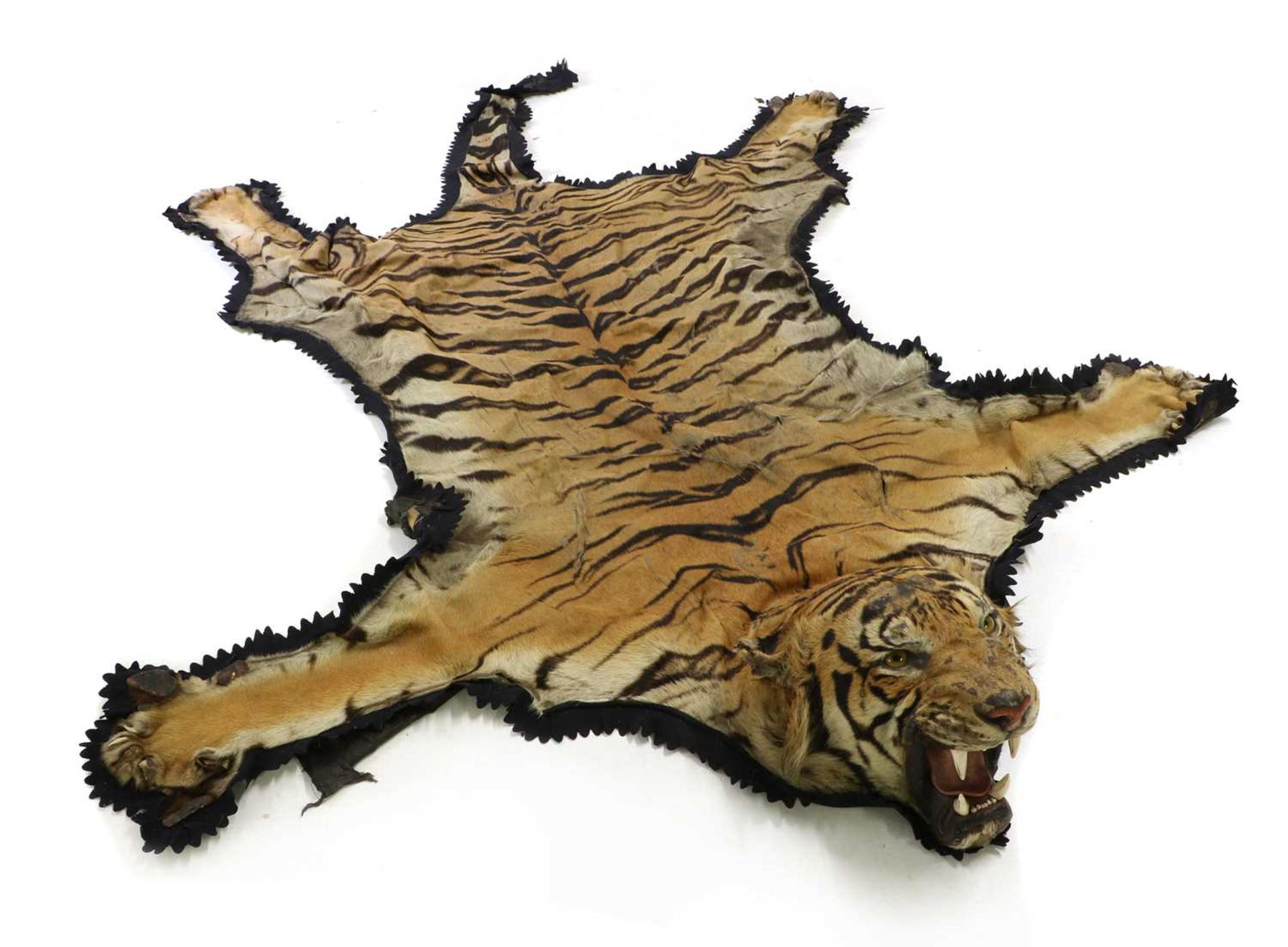 Taxidermy: A taxidermy tiger skin rug by Rowland Ward