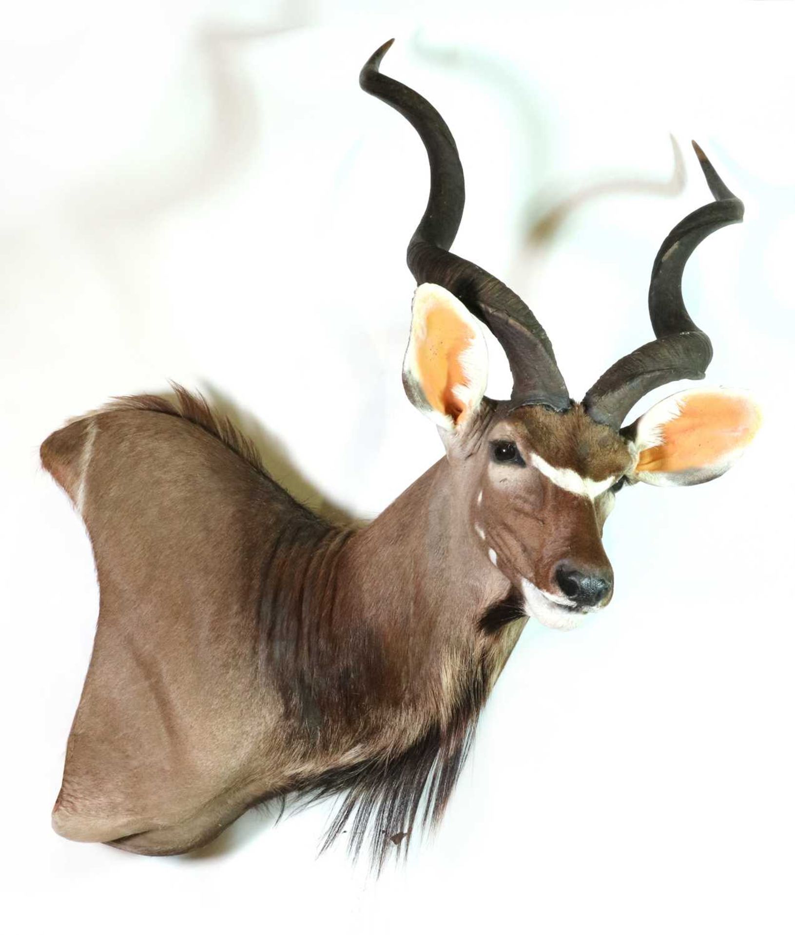 Taxidermy: Cape kudu - Bild 2 aus 3