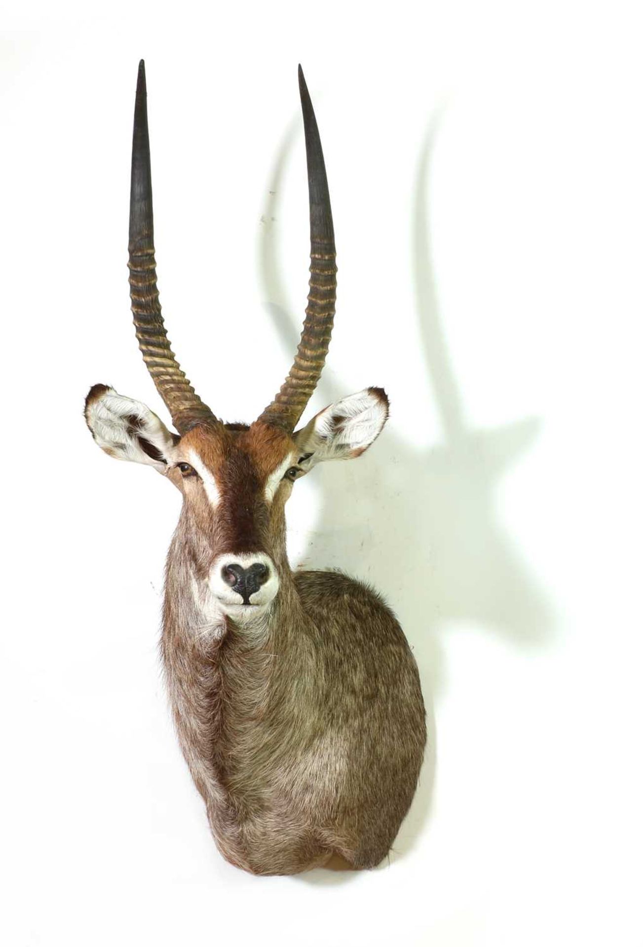 Taxidermy: Waterbuck