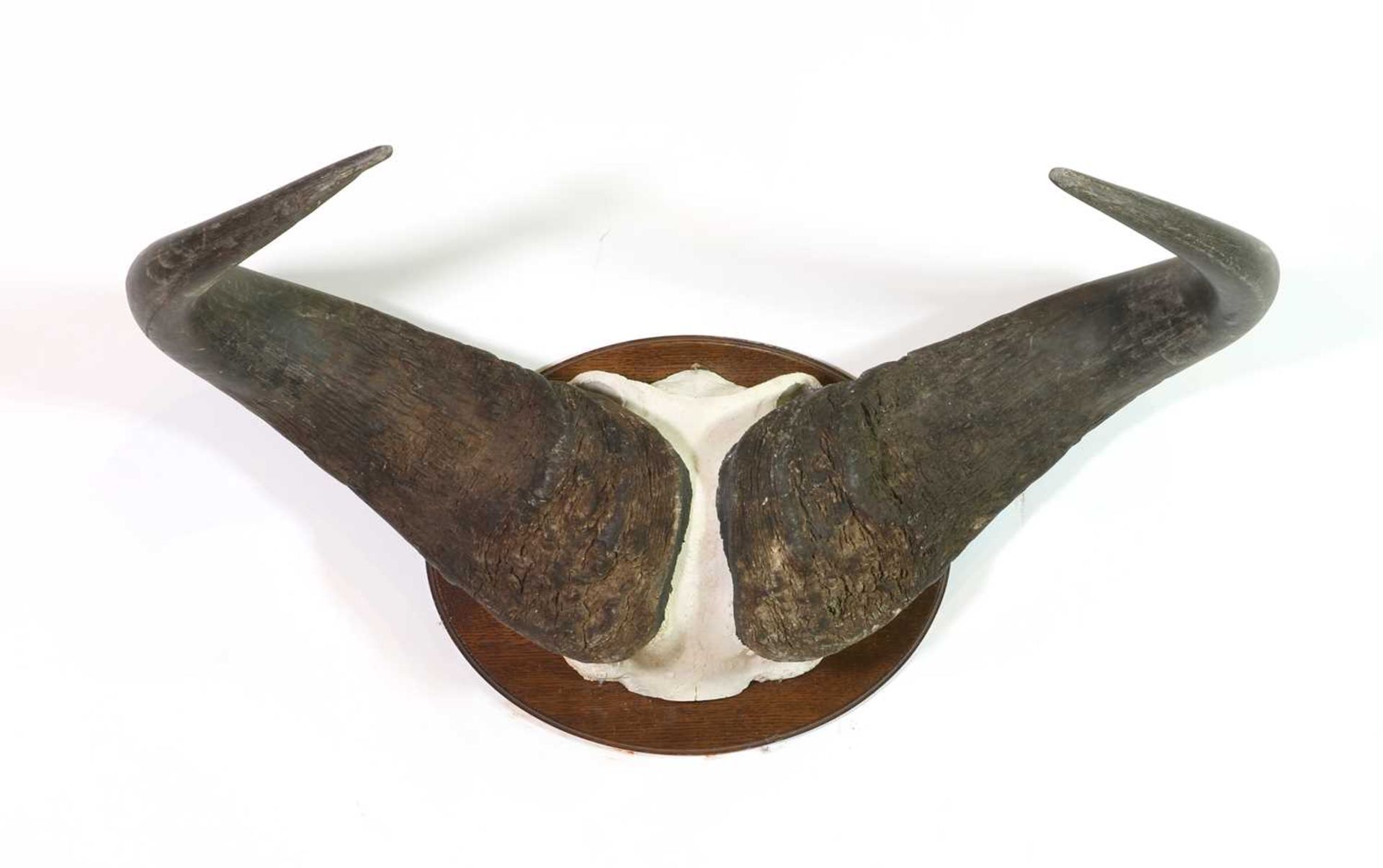 Taxidermy: Cape buffalo skull mount boss and horns