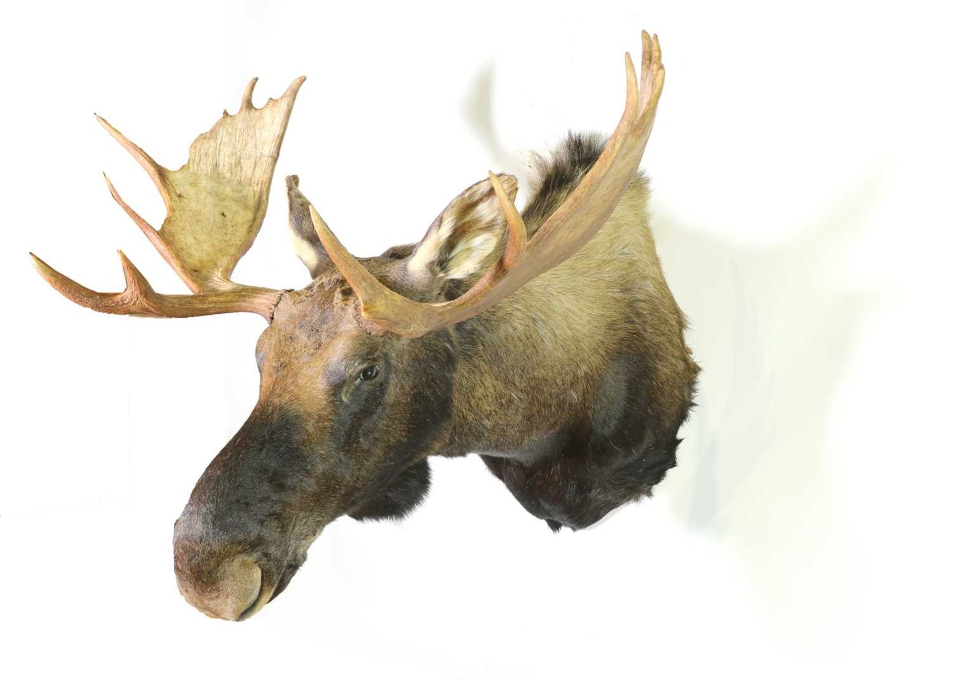 Taxidermy: Canadian moose - Image 2 of 2