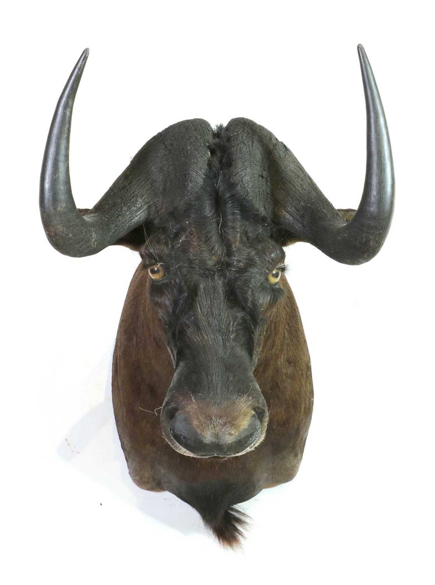 Taxidermy: Black wildebeest