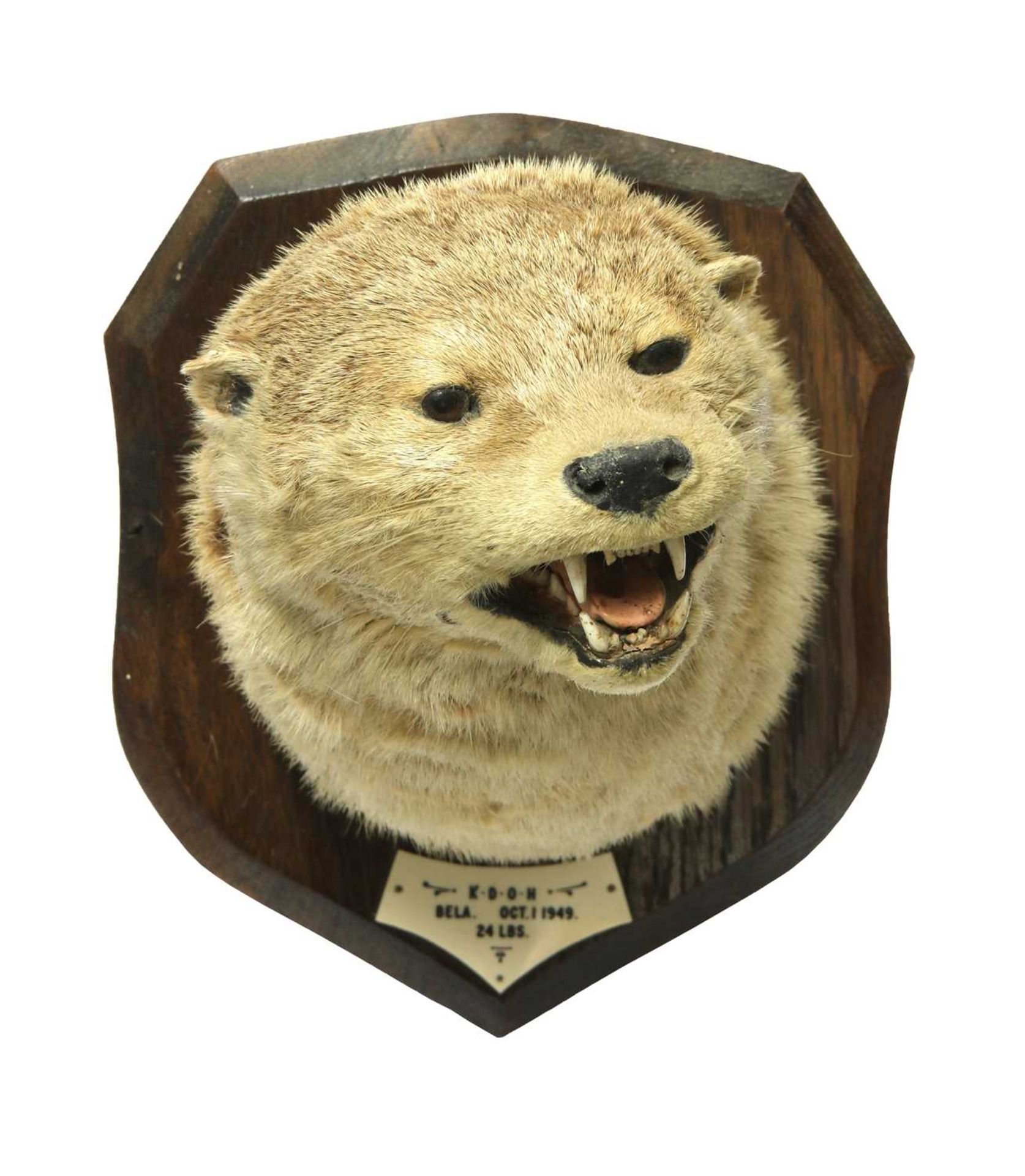 Taxidermy: Otter mask - Image 3 of 3