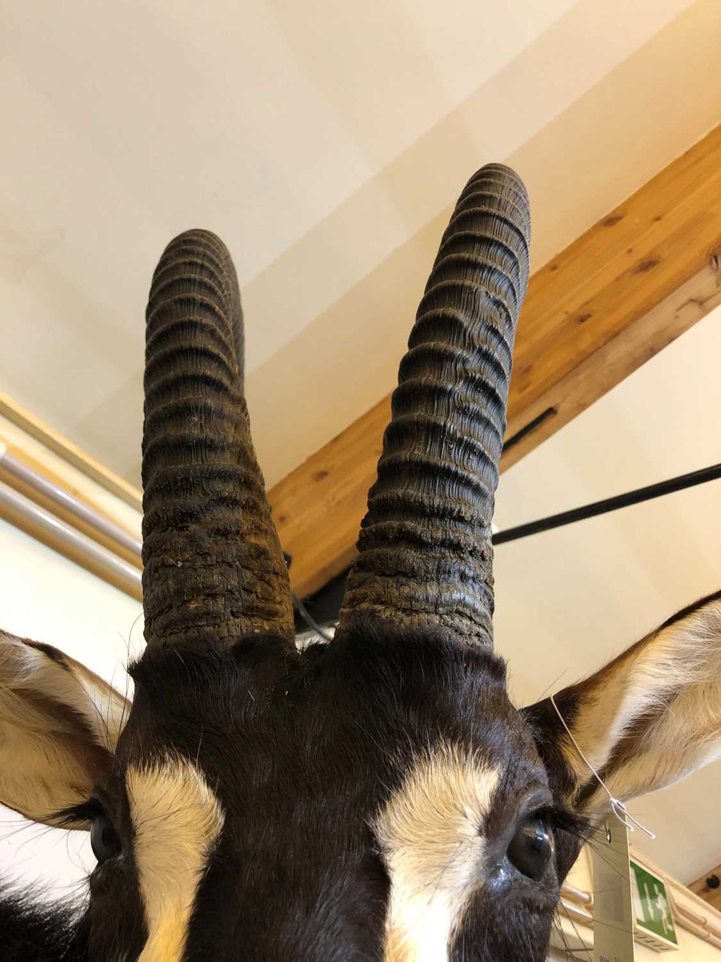 Taxidermy: Sable antelope - Image 11 of 11